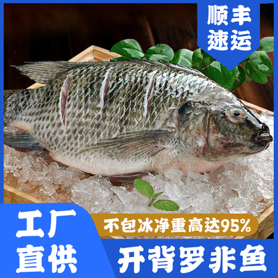 现杀冷冻开背罗非鱼免杀免处理