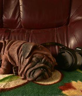 沙皮狗摆件仿真雕塑狗狗家居桌面摆件