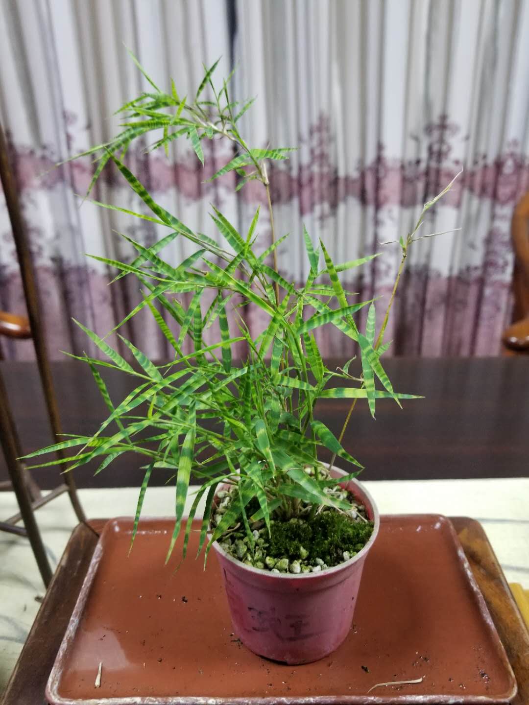 日本虎斑风竹斑纹竹精品微竹
