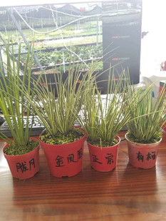 有栖川胧月正宗菖蒲金凤凰大香苗盆景 叶艺菖蒲组合