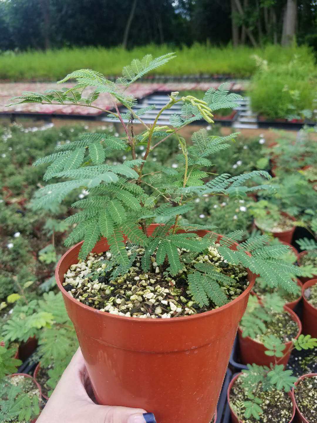 姬合欢 红花姬合欢