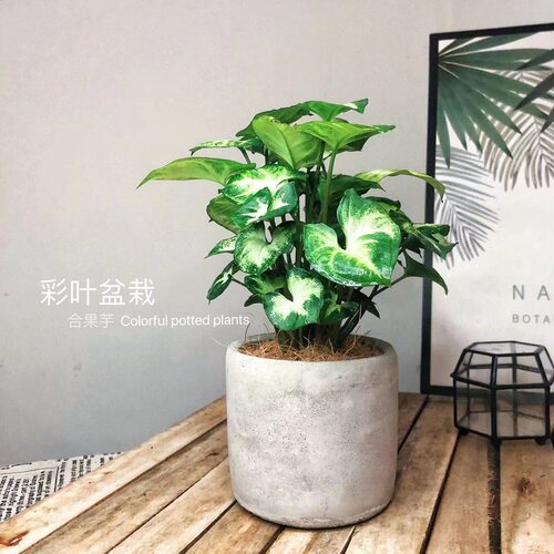 绿精灵四季桌面去除甲醛花卉植物