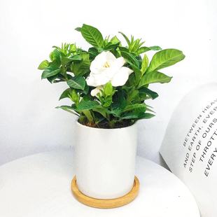 栀子花盆栽桌面迷你花卉植物室内宿舍小绿植好养易活 花净化空气