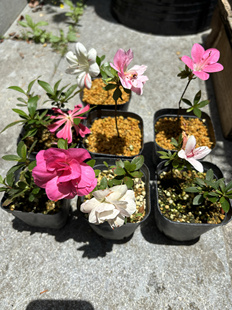 木木三日本原生皋月杜鹃碧空明美绢之舞八咫之镜绢姬鸨羽惠红姬彩