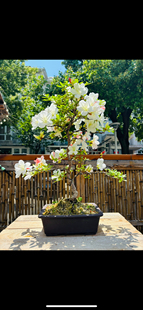 木木三日本原生皋月杜鹃新生碧空碧翠好月日之丸祭之月明美绢之舞