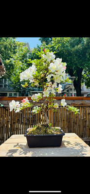 日本原生皋月杜鹃造型盆景