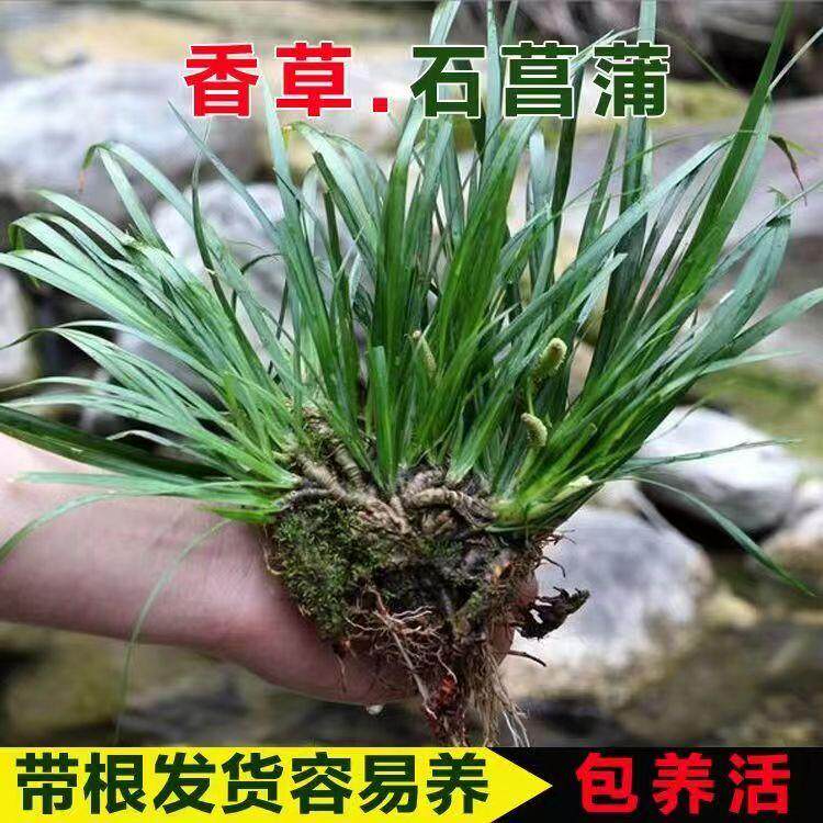 石菖蒲苗水培假山养龟鱼缸造景水养花草盆栽绿植四季常青盆景