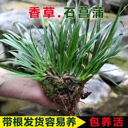 石菖蒲苗水培假山养龟鱼缸造景水养花草盆栽绿植四季常青盆景