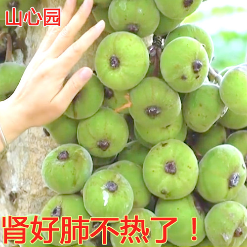 广东野生大果榕木瓜榕果巨拟叶螽虫食叶生果药材果及採鲜枝梗种植