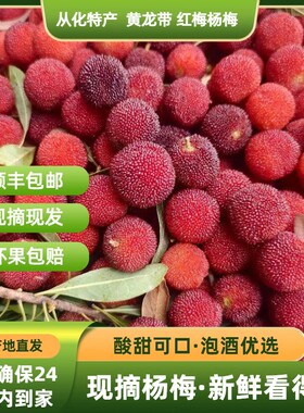 从化黄龙带黑珍珠(黑炭) | 红梅杨梅 26年已结束 仅展示 勿拍勿拍