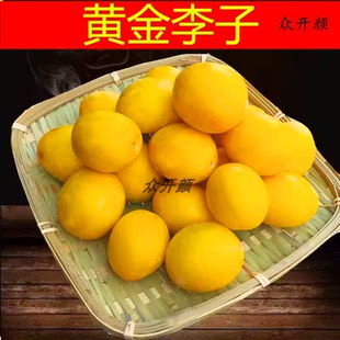 蜂糖李子 凤凰李 黄金李西梅红脆甜李子树苗盆栽地栽南方北方种植