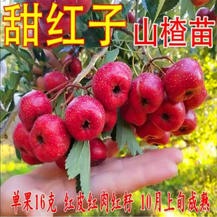 众开颜山楂树苗果苗地栽盆南北方种植树苗当年结果特大果树