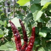 双流牧马山二荆条 四川特产干辣椒红海椒二青条长辣子川菜调味料