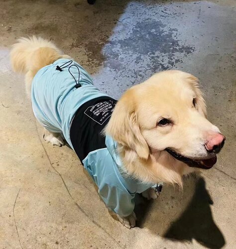 宠物风雨衣金毛大狗柴犬防雨轻薄