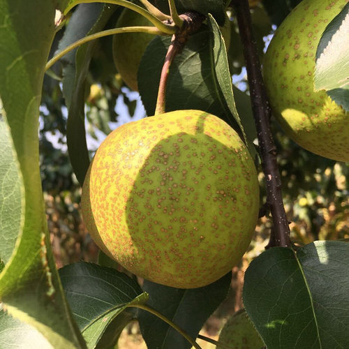 辽宁特产 锦丰梨  应季新鲜水果 现场采摘