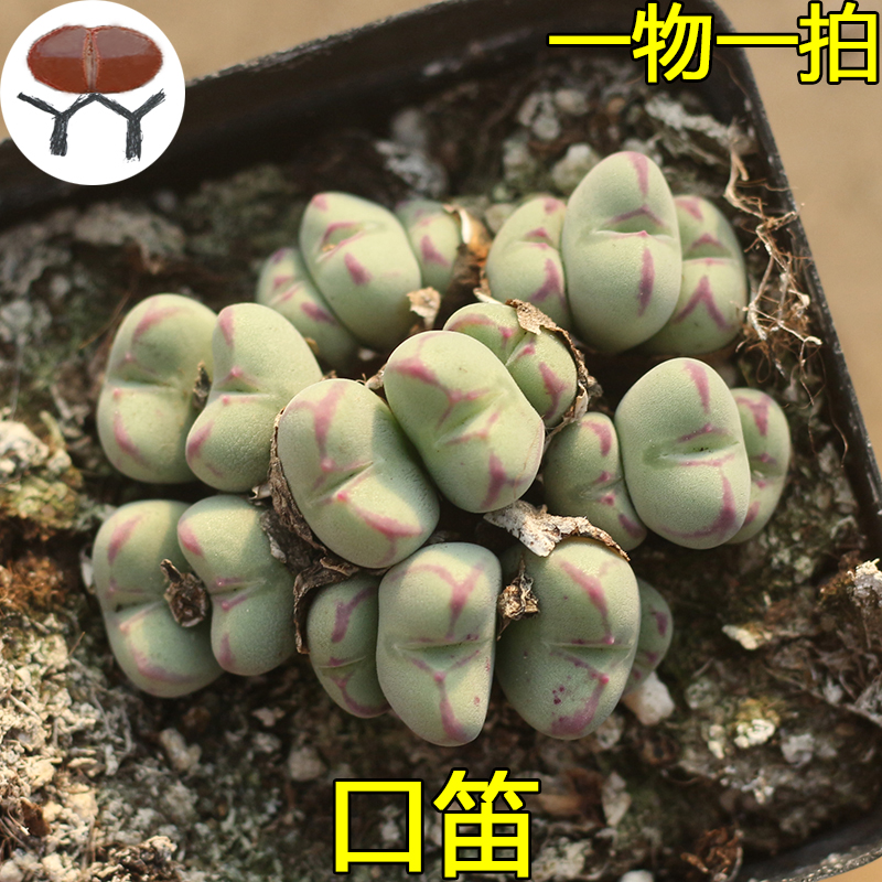 口笛肉锥花 多肉植物百科图片 培育种植 饲养繁殖 Sbike 口笛肉锥花 多肉植物百科图片 培育种植 饲养繁殖 Sbike