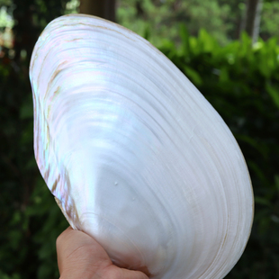 天然贝壳珍珠母贝淡水河蚌绘画涂鸦拍摄道具摆件果餐盘鱼缸造景