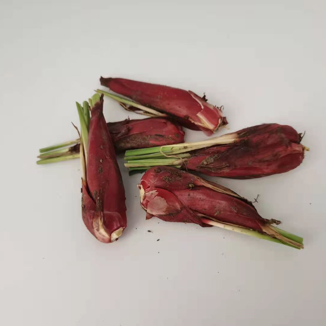 新鲜红葱头红血葱根中药材