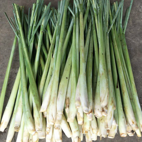 新鲜香茅草冬阴功汤香料