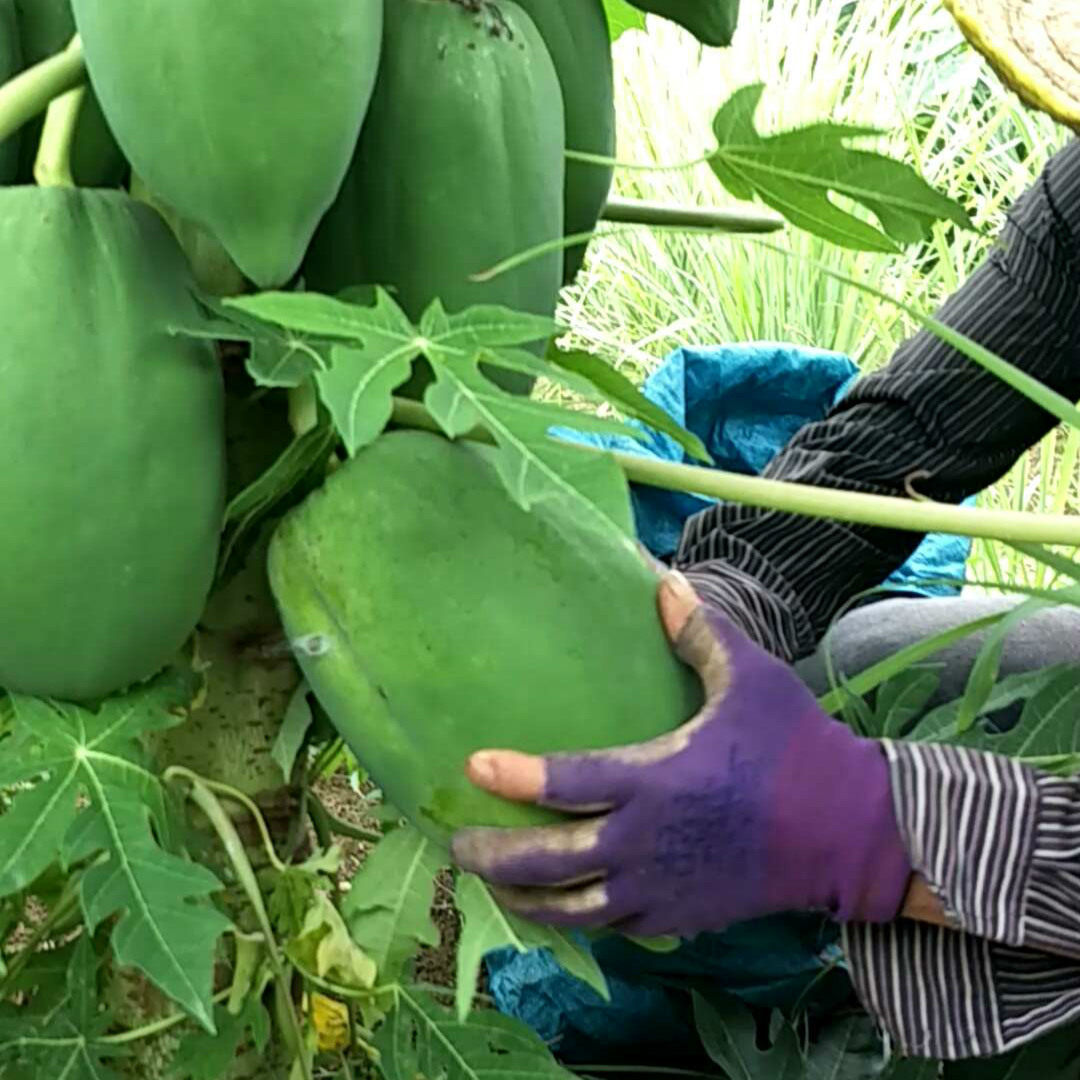 新鲜广西青木瓜 Green papaya 木瓜沙拉凉拌 蔬菜生木瓜 包邮 - 实物图