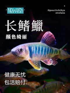 长鳍鱲宽鳍鱲原生溪流鱼好养耐活中型冷水不加温观赏鱼淡水桃花鱼