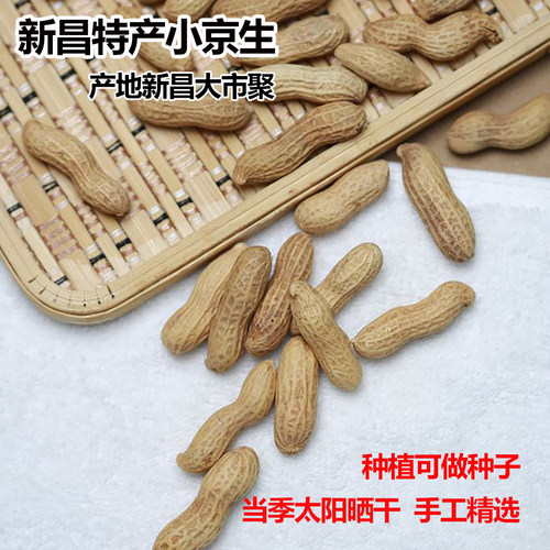 花生小京生花生种子新昌小京生