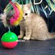 老鼠猫球幼猫小猫 猫玩具不倒翁猫咪自嗨玩具用品逗猫棒羽毛猫