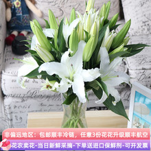 10支双头白百合花鲜花斗南直发云南基地花卉花束客厅摆设花瓶插花