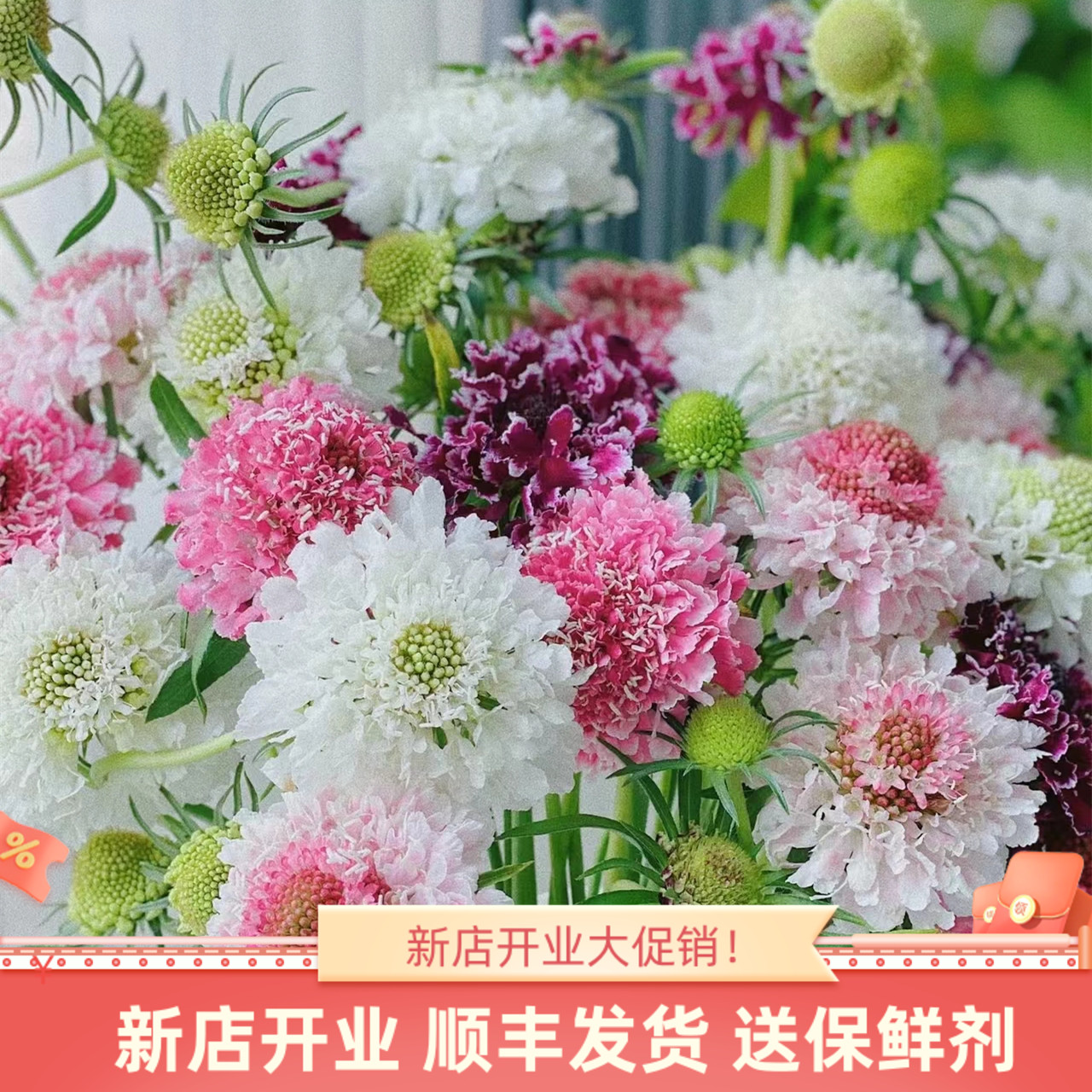 鲜切花松虫草蓝盆花云南昆明斗南市场基地直发顺丰家用水养插花束