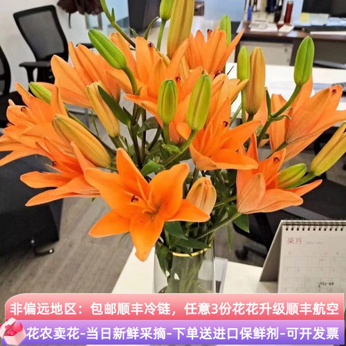 稀有橙色亚百合鲜切花斗南直发