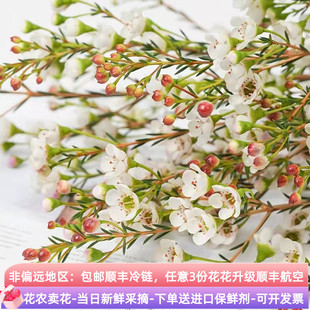 鲜花腊梅澳梅云南基地鲜切花直批家用水养年宵花红色蜡花顺丰真花