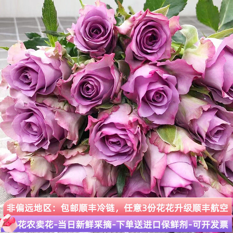 鲜切花紫色玫瑰花紫霞仙子云南斗南基地直发顺丰家用水培插花束