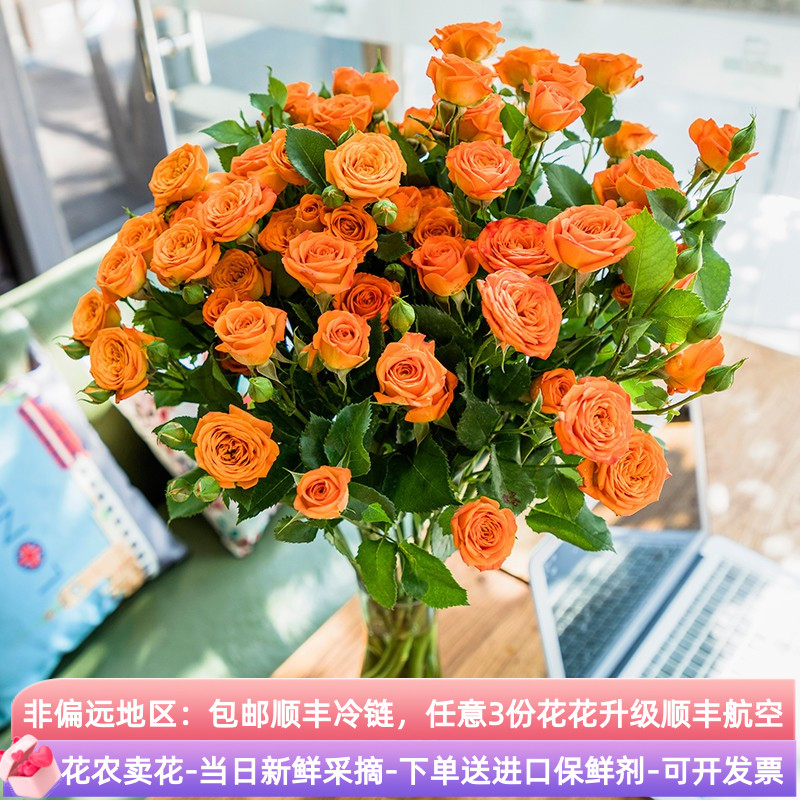 真花玫瑰鲜花多头小玫瑰花