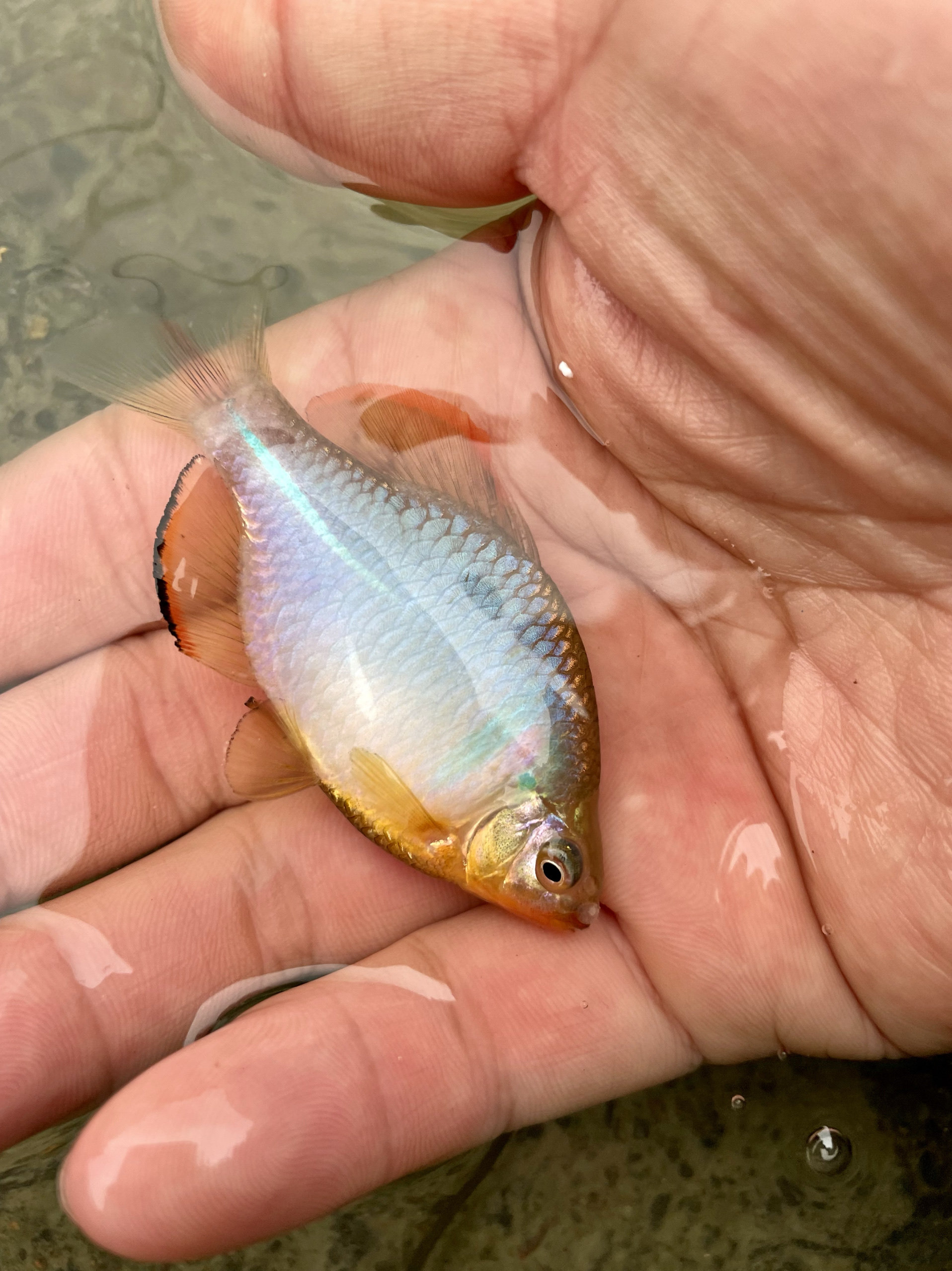 彩石鳑鲏鱼观赏鱼原生鱼冷水鱼中华鳑鲏鱼鱼缸除草小型淡水冷水鱼