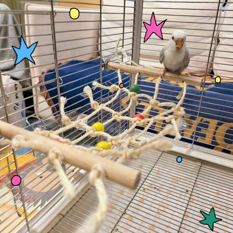 鹦鹉天然啃咬玩具牡丹和尚专用磨牙解闷自嗨鸟玩具攀爬秋千,宠物/宠物食品及用品,鸟玩具,淘宝优惠券,粉丝福利购,淘宝优惠卷