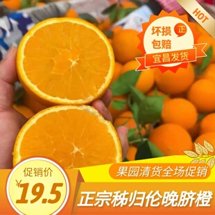 秭归伦晚脐橙橙子正宗湖北宜昌精品大果现摘春季新品超甜自家果园