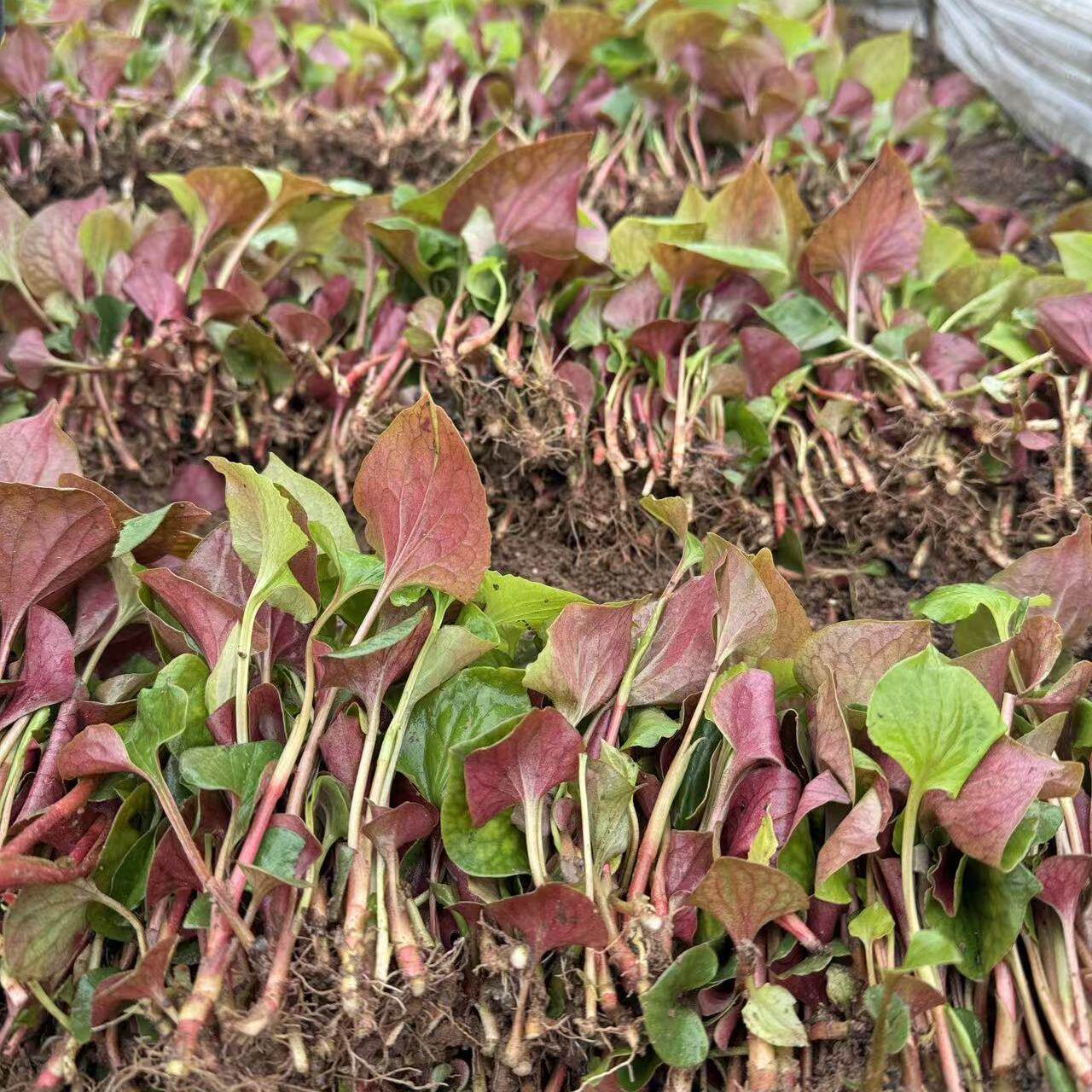 四川新鲜鱼腥草折耳根嫩叶嫩芽农家自种现挖现发凉拌菜鱼腥草嫩叶