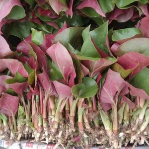 四川新鲜折耳根嫩叶鱼腥草嫩叶嫩芽凉拌折耳根现挖现发新鲜嫩叶