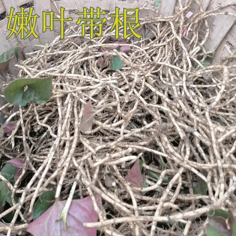 四川新鲜鱼腥草嫩叶嫩根嫩叶连根折耳根嫩叶嫩根叶连根农家凉拌菜