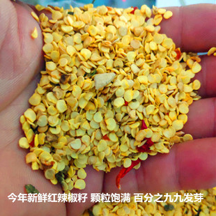 2024年新货余干土辣椒薄皮辣椒精选小青椒种籽300粒辣椒苗辣椒秧