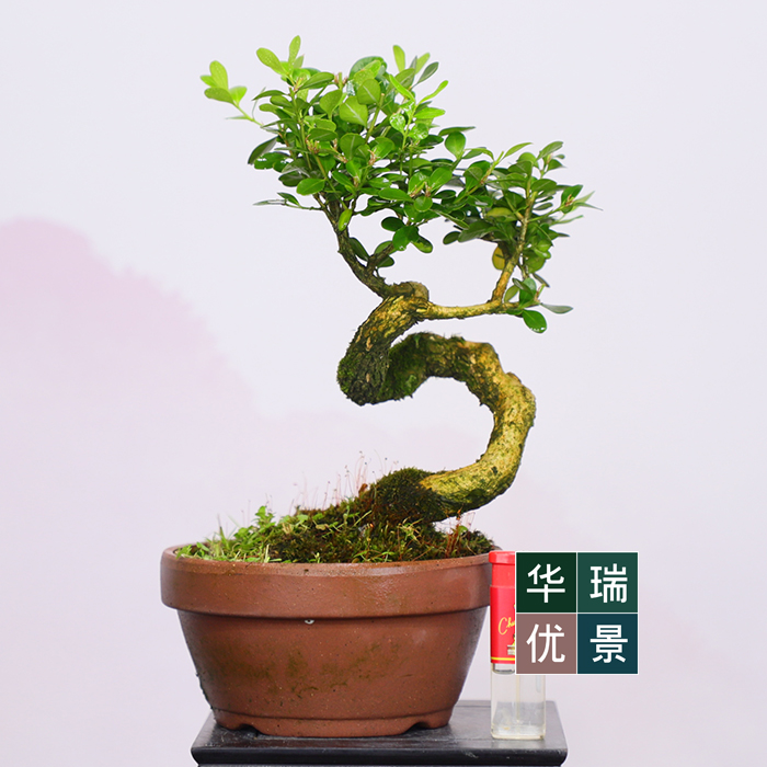 掌上四季常青小叶瓜子黄杨盆景