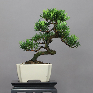 常青小老桩绿 南通原生雀舌小叶罗汉松盆景菊花芯罗汉松小盆栽四季