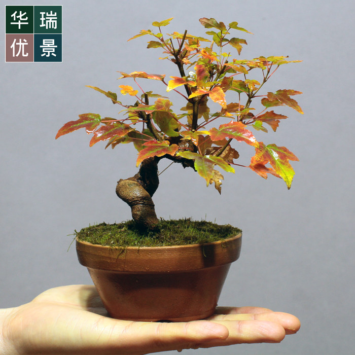 三角枫盆景价格 三角枫盆景图片 星期三