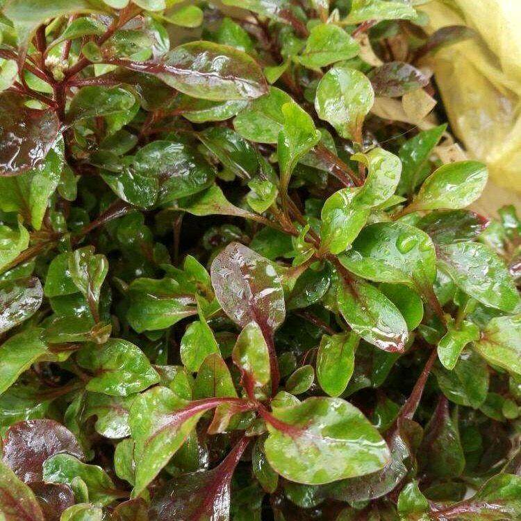 包成活阳台盆栽锦绣苋种苗 泰国枸杞叶台湾枸杞菜旱地西洋菜