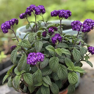 【香水花香水草南美天芥菜】耐旱好养花色迷人还有淡淡的香味