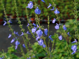 新品宿根鼠尾草蔚蓝鼠尾草花镜植物耐-20干旱耐贫瘠