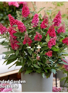 进口新品醉鱼草红宝石很壮的盆栽品种 紧凑丰花玫瑰红色