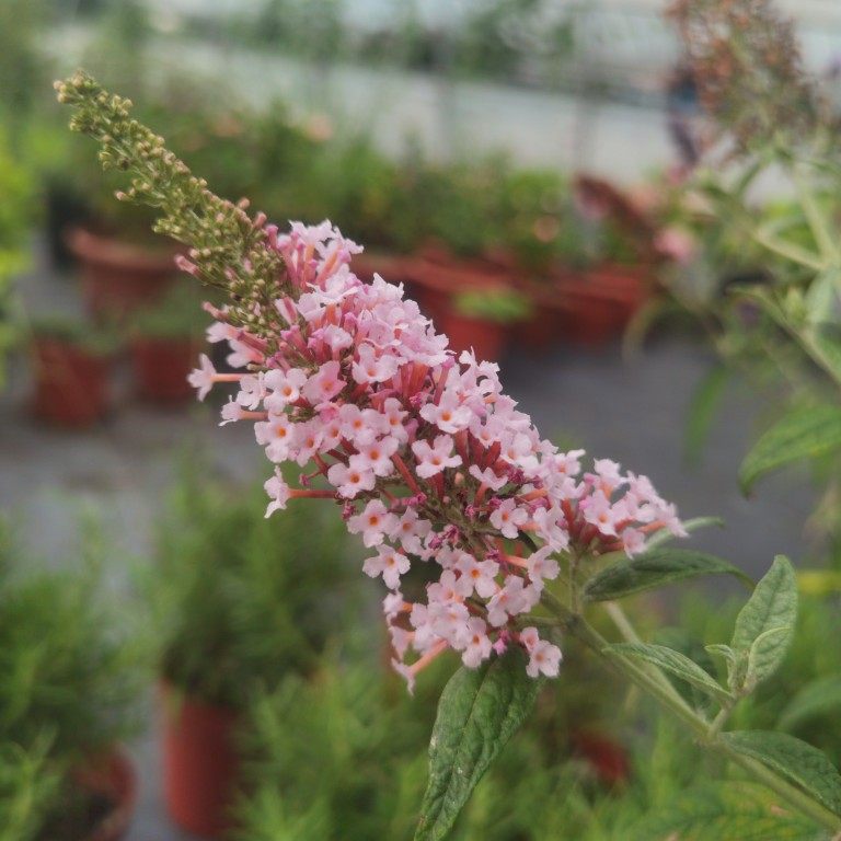 进口新品醉鱼草粉豹耐寒耐旱花期从夏到秋