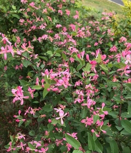 蓝叶忍冬盆栽小苗