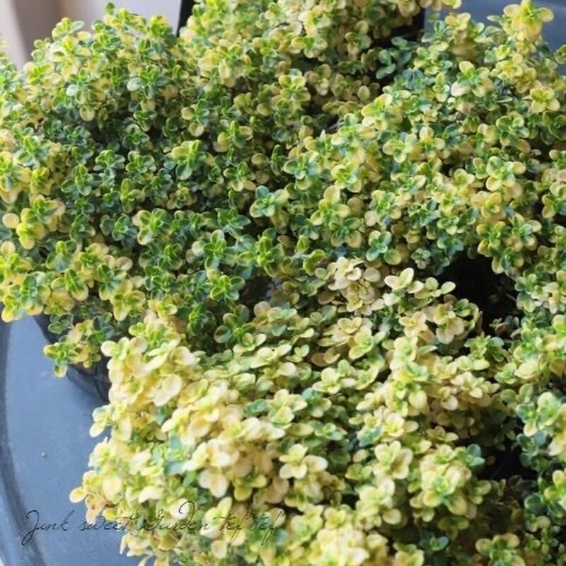 香草苗山谷晨光百里香淡粉色花初夏开花叶片颜色因光照温度而改变